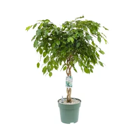 110 - 120cm Braided Ficus Adora Exotica 27cm Hydro Pot Office Plants