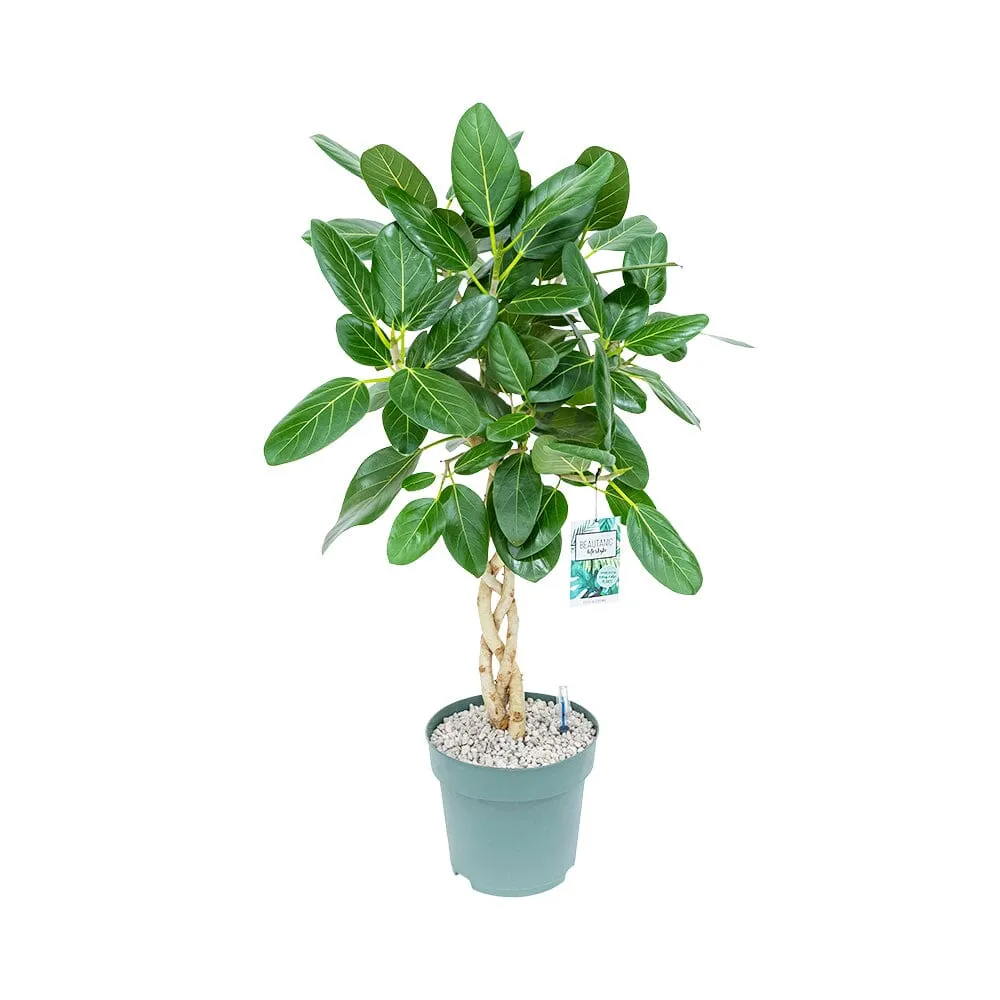 110 - 120cm Braided Ficus Altissima Audrey 27cm Pot Hydro Pot Office Plants