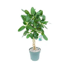 110 - 120cm Braided Ficus Altissima Audrey 27cm Pot Hydro Pot Office Plants