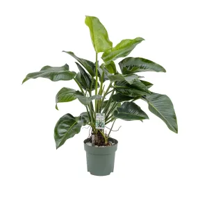 110 - 120cm Philodendron Green Beauty 30cm Hydro Pot Office Plants