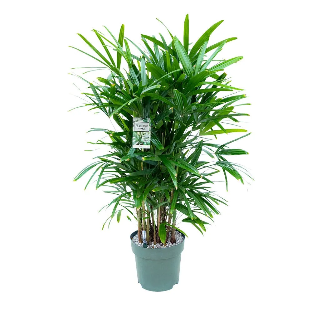 120 - 130cm Rhapis Excelsa 30cm Hydro Pot Office Plants