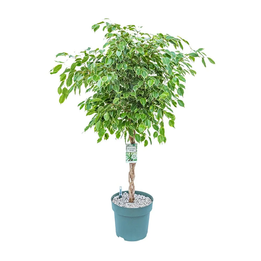 130 - 140cm Braided Ficus Safrana 30cm Hydro Pot Office Plants