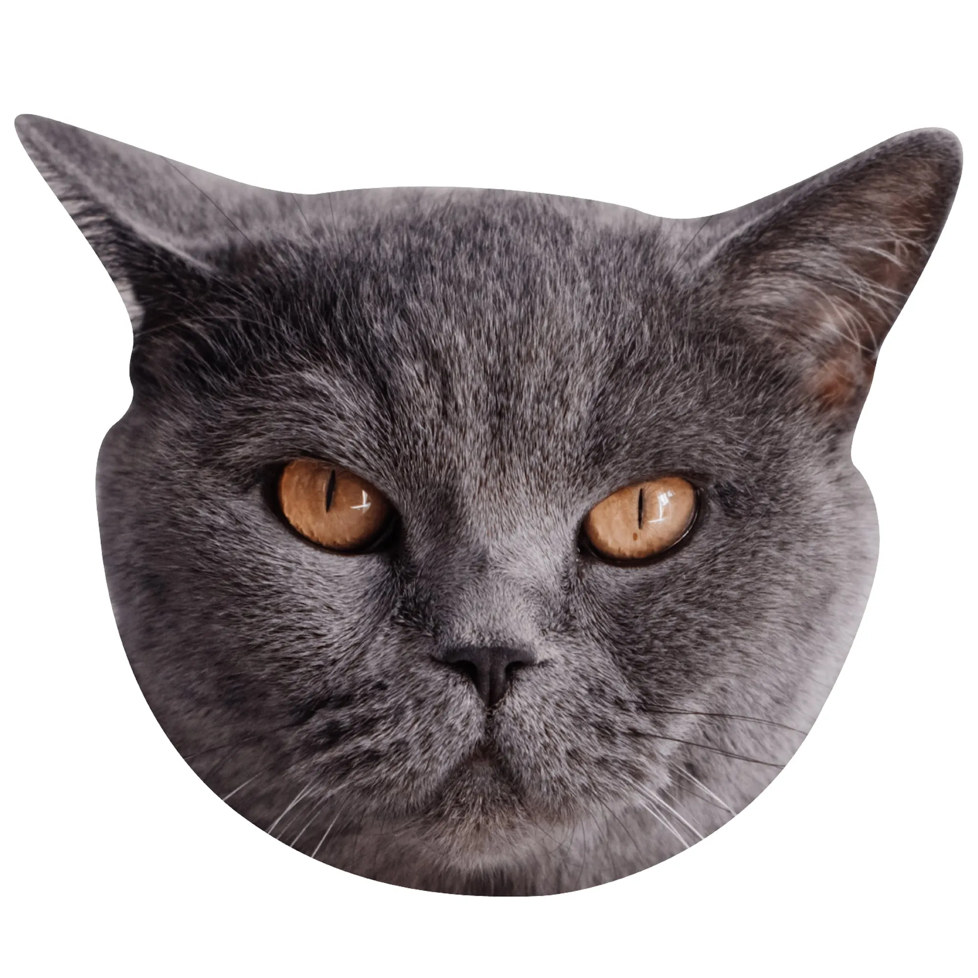 Animals: British Shorthair Cat Foam Core Cutout - Big Head